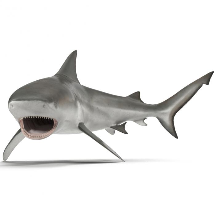 Bull Shark Pose 2 3D