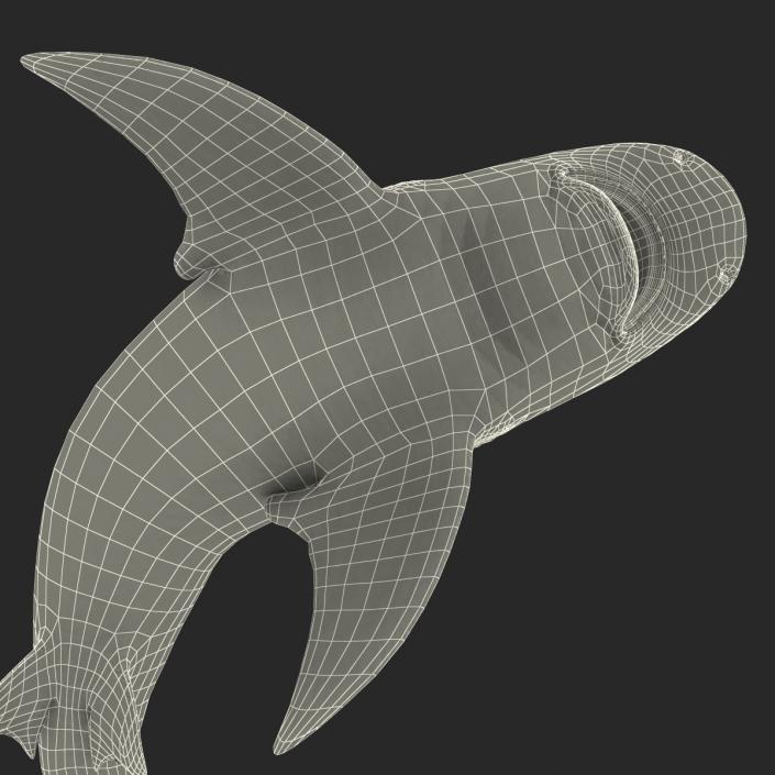 Bull Shark Pose 2 3D