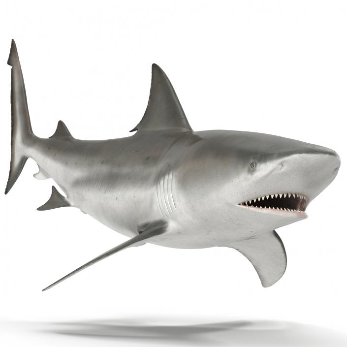 Bull Shark Rigged 3D