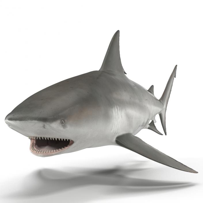 Bull Shark Rigged 3D