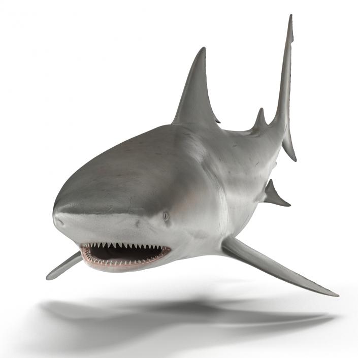 Bull Shark Rigged 3D