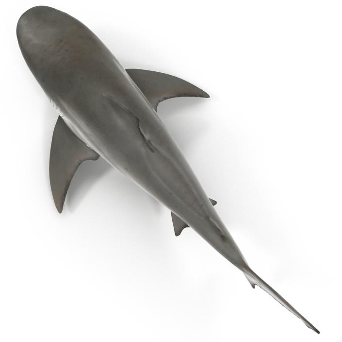 Bull Shark Rigged 3D