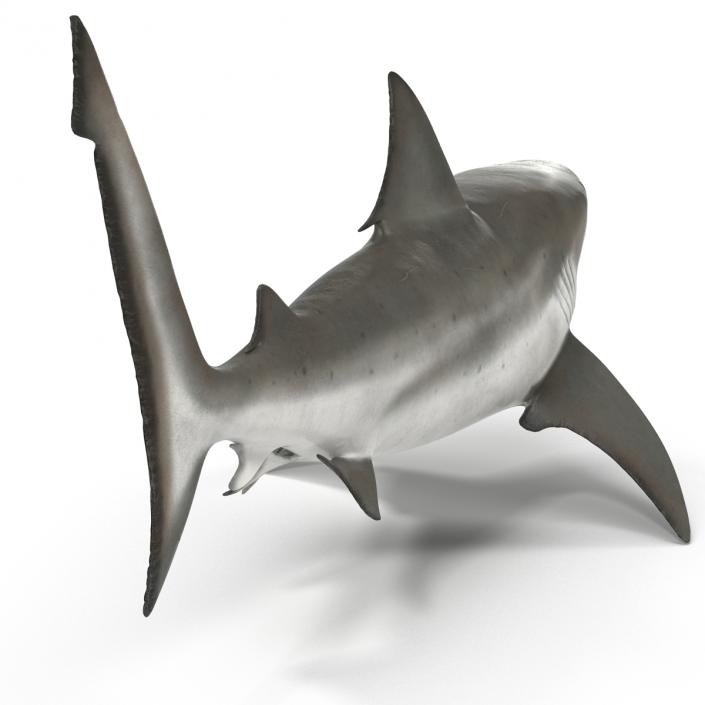 Bull Shark Rigged 3D