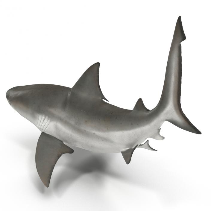 Bull Shark Rigged 3D