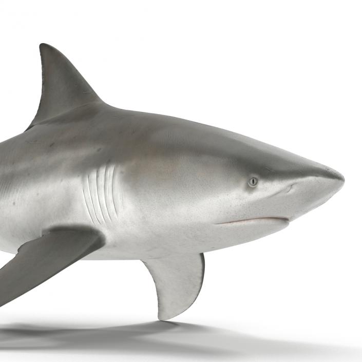 Bull Shark Rigged 3D