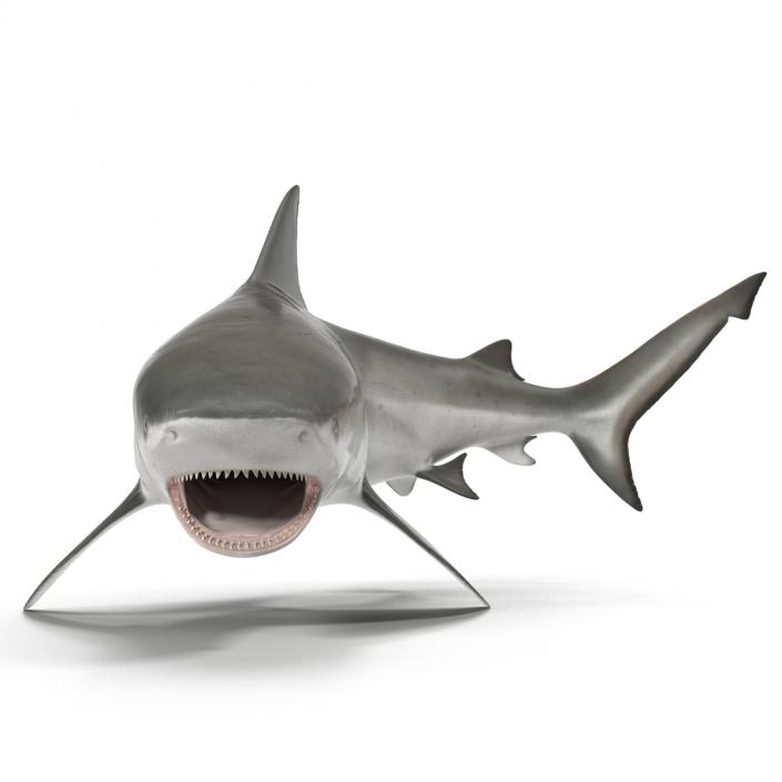 Bull Shark Rigged 3D