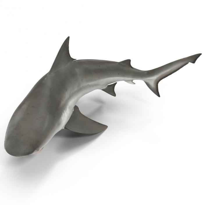 Bull Shark Rigged 3D