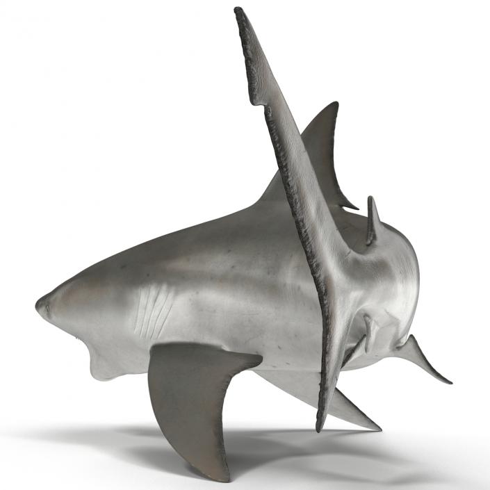 Bull Shark Rigged 3D