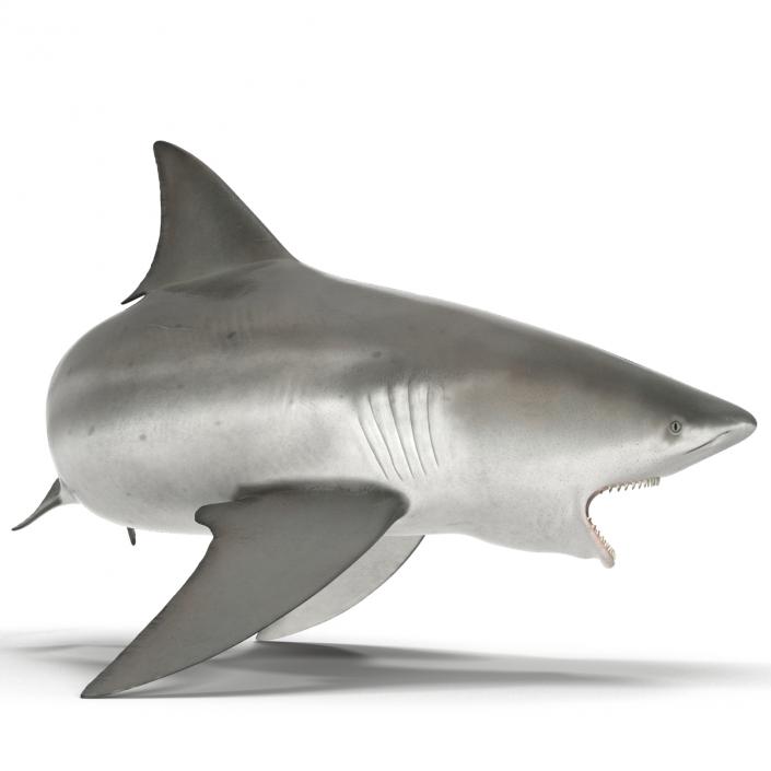 Bull Shark Rigged 3D