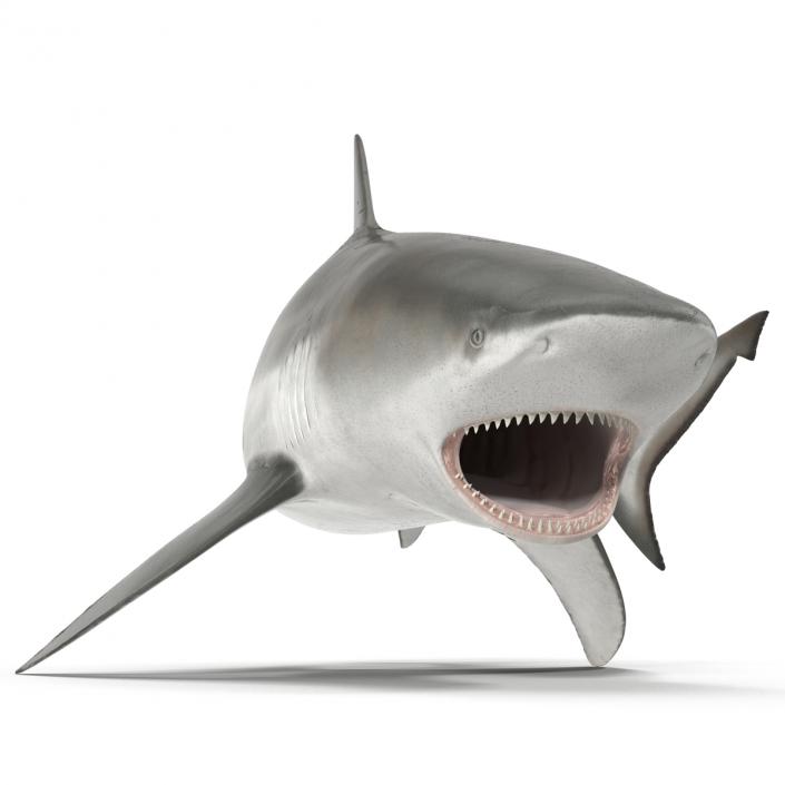 Bull Shark Rigged 3D