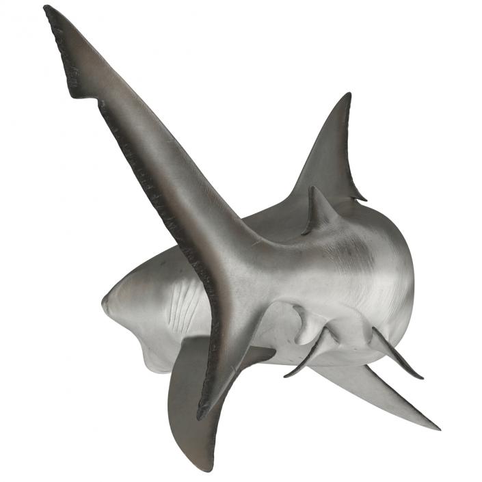 Bull Shark Rigged 3D