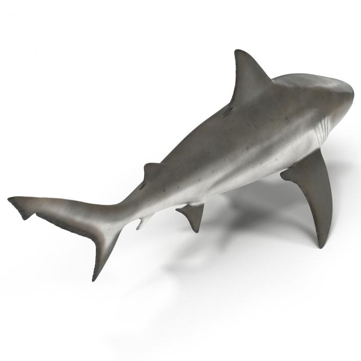 Bull Shark Rigged 3D