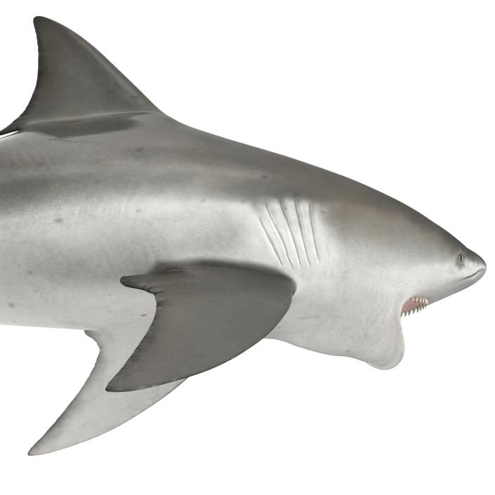 Bull Shark Rigged 3D