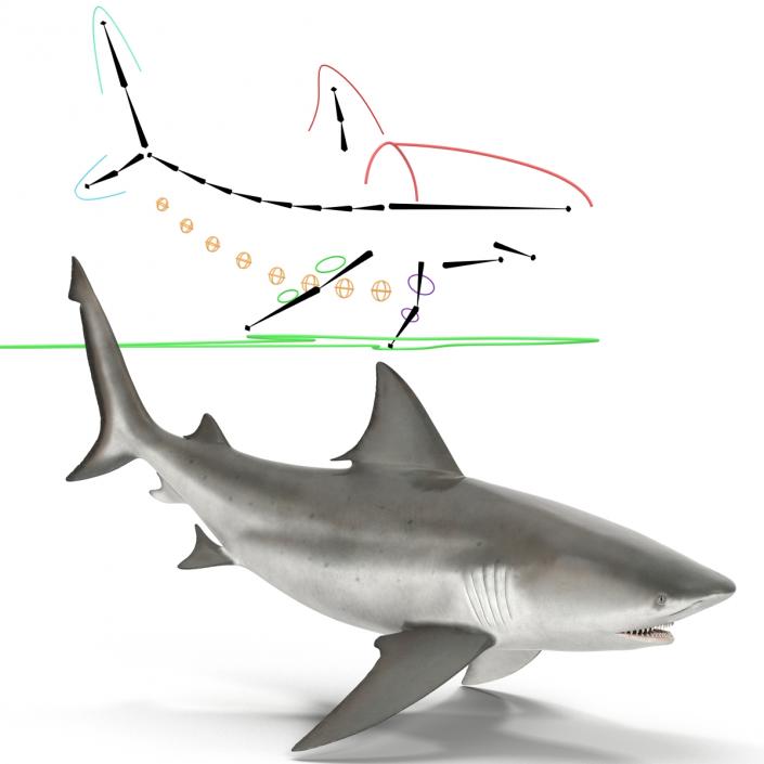 Bull Shark Rigged 3D