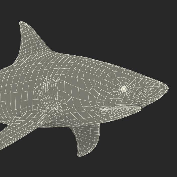 Bull Shark Rigged 3D