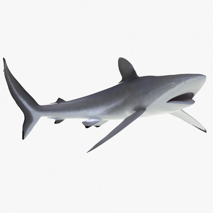 3D Silky Shark Rigged model