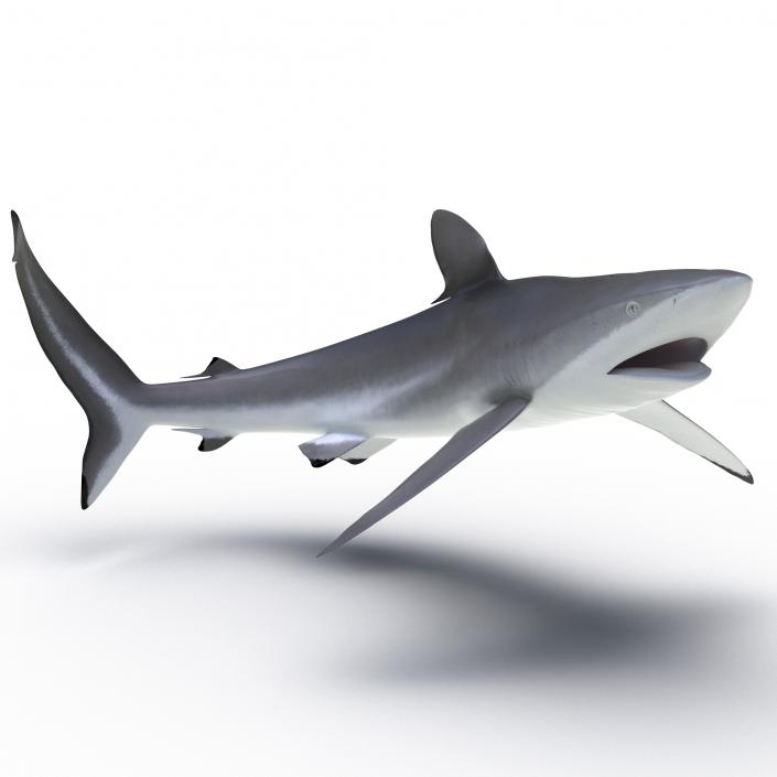 3D Silky Shark Rigged model