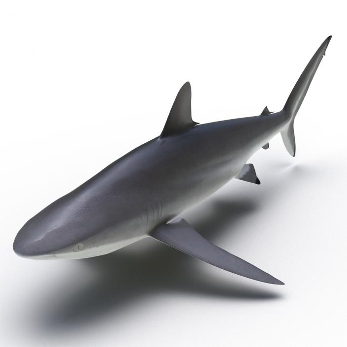 3D Silky Shark Rigged model