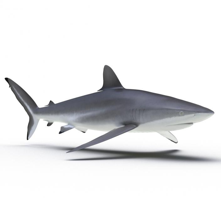 3D Silky Shark Rigged model