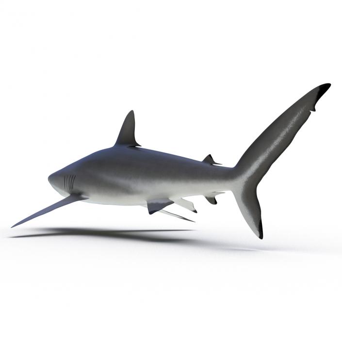 3D Silky Shark Rigged model