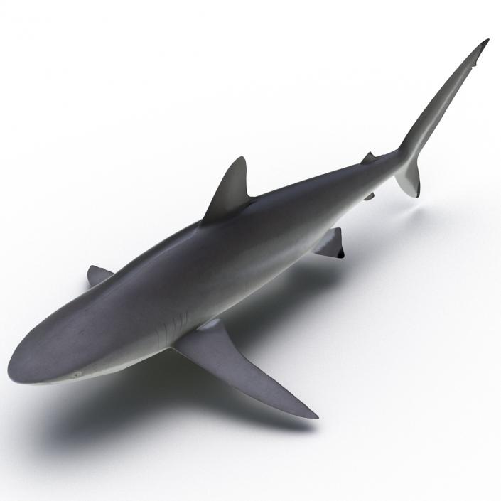 3D Silky Shark Rigged model