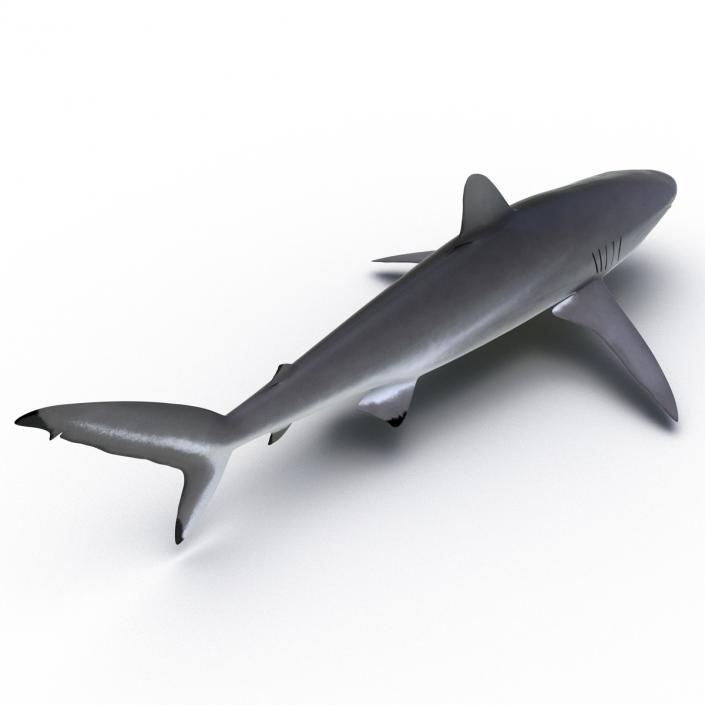 3D Silky Shark Rigged model