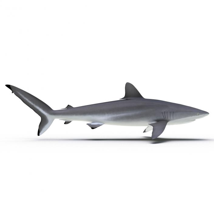 3D Silky Shark Rigged model