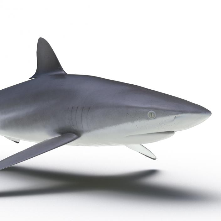 3D Silky Shark Rigged model