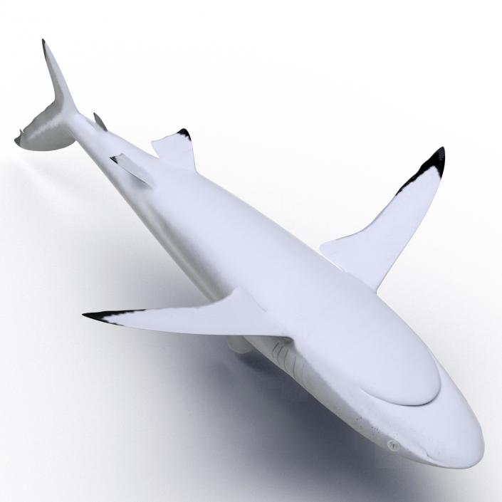 3D Silky Shark Rigged model