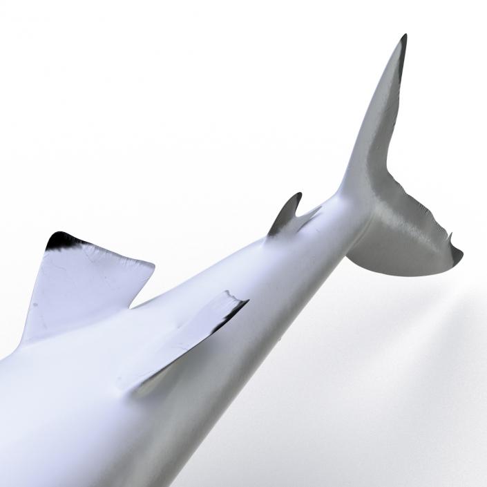 3D Silky Shark Rigged model