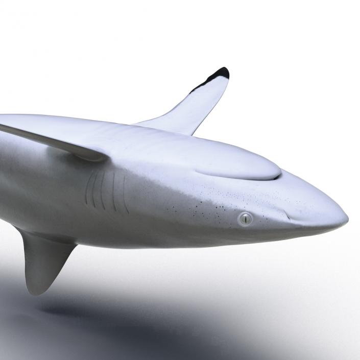 3D Silky Shark Rigged model