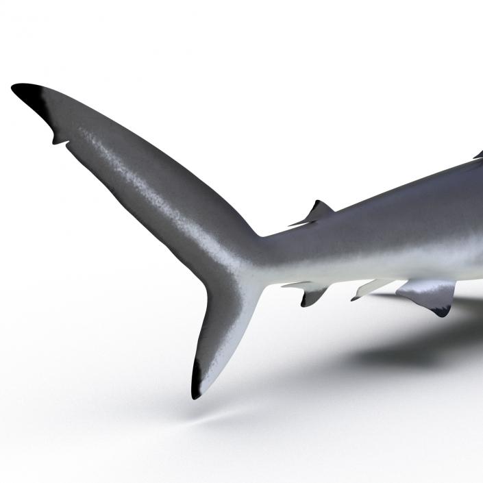 3D Silky Shark Rigged model