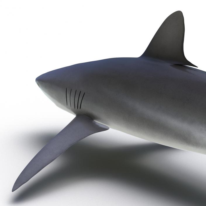 3D Silky Shark Rigged model