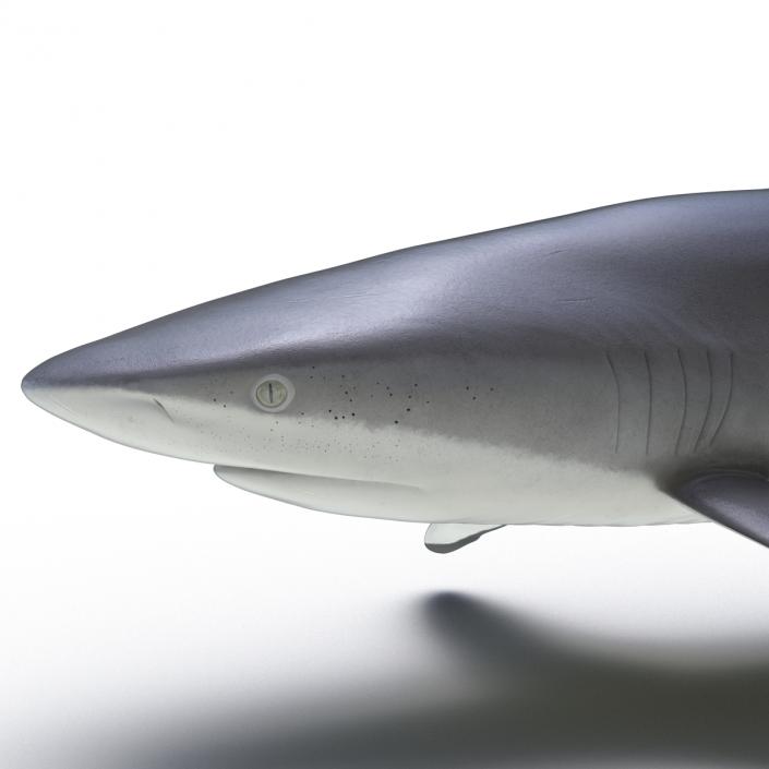 3D Silky Shark Rigged model