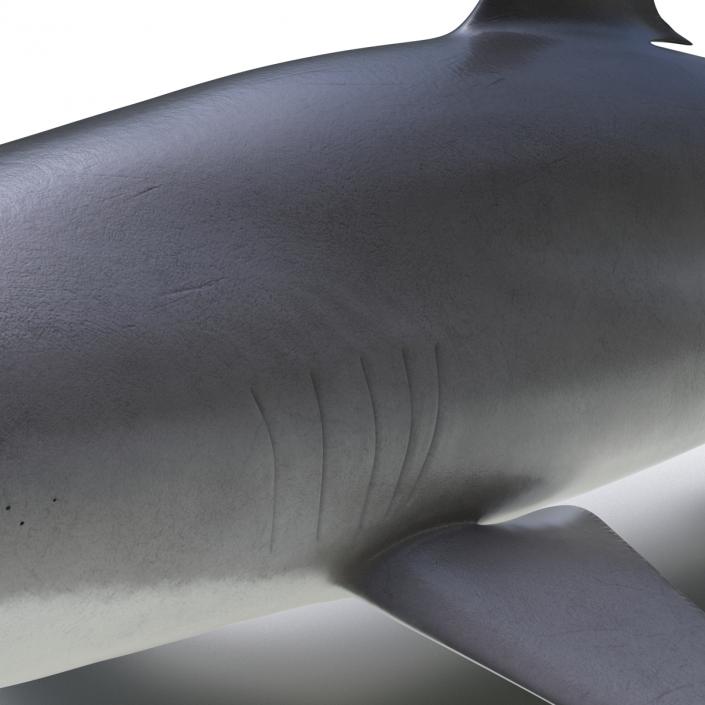 3D Silky Shark Rigged model