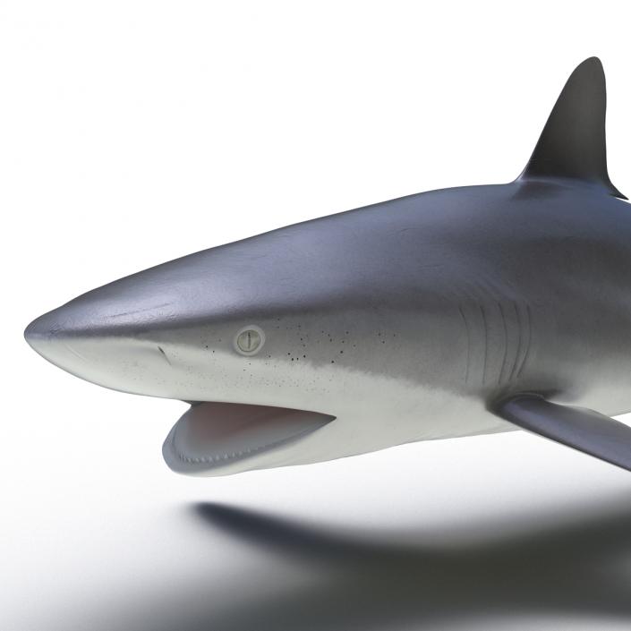 3D Silky Shark Rigged model