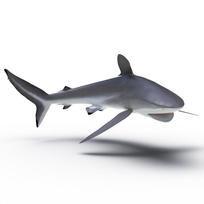 3D Silky Shark Rigged model