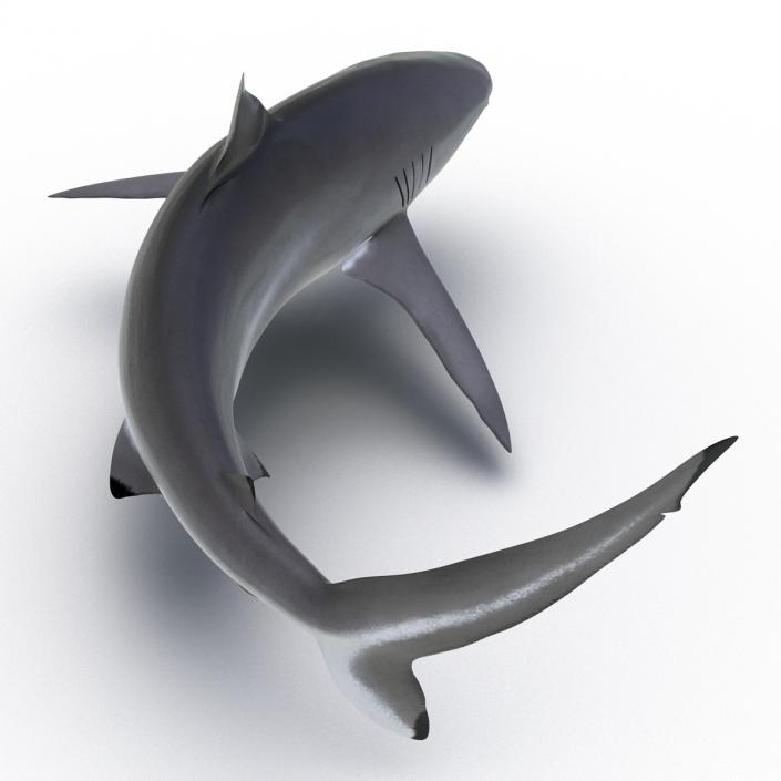 3D Silky Shark Rigged model