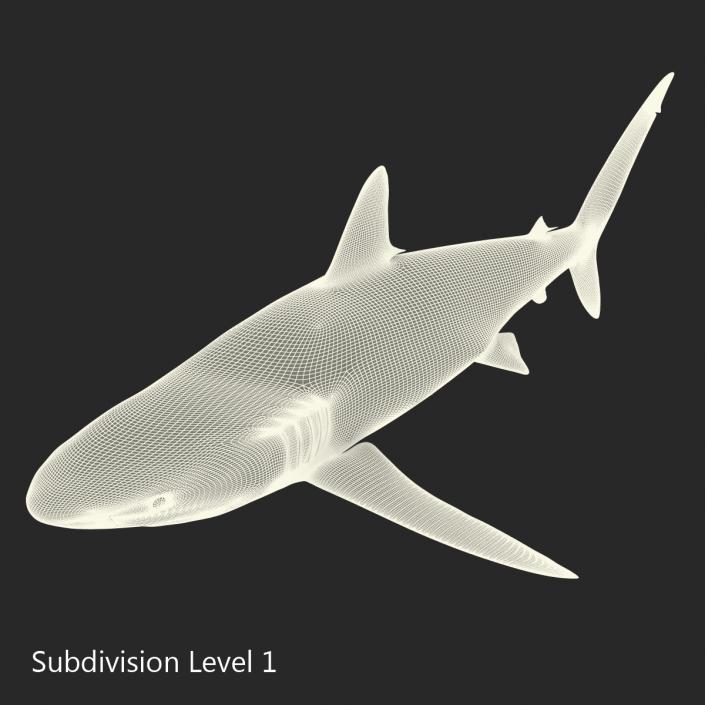 3D Silky Shark Rigged model