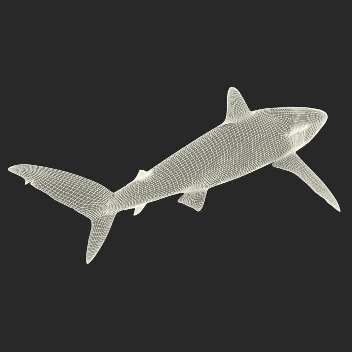 3D Silky Shark Rigged model