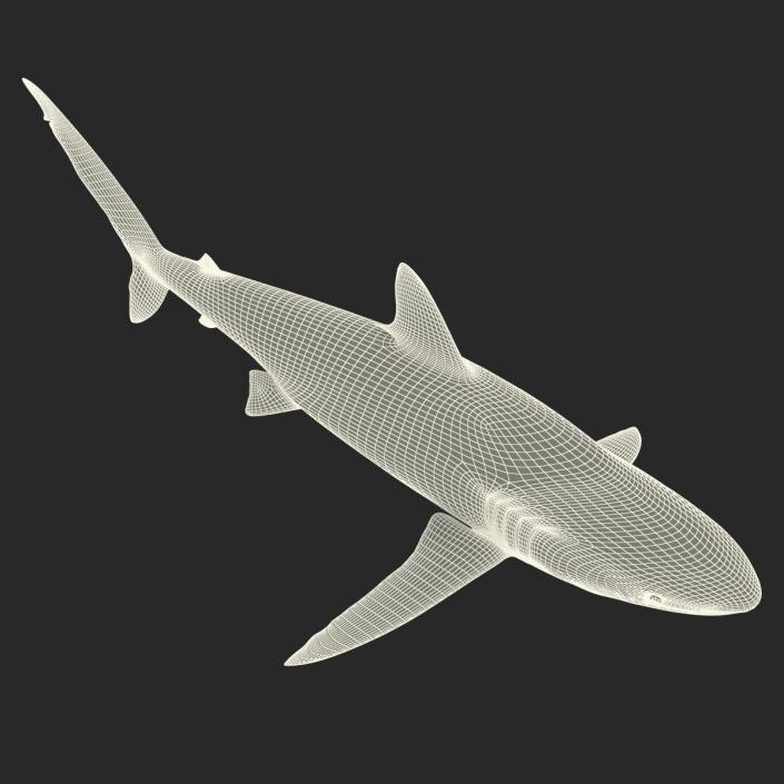 3D Silky Shark Rigged model