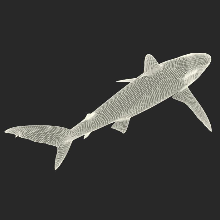 3D Silky Shark Rigged model