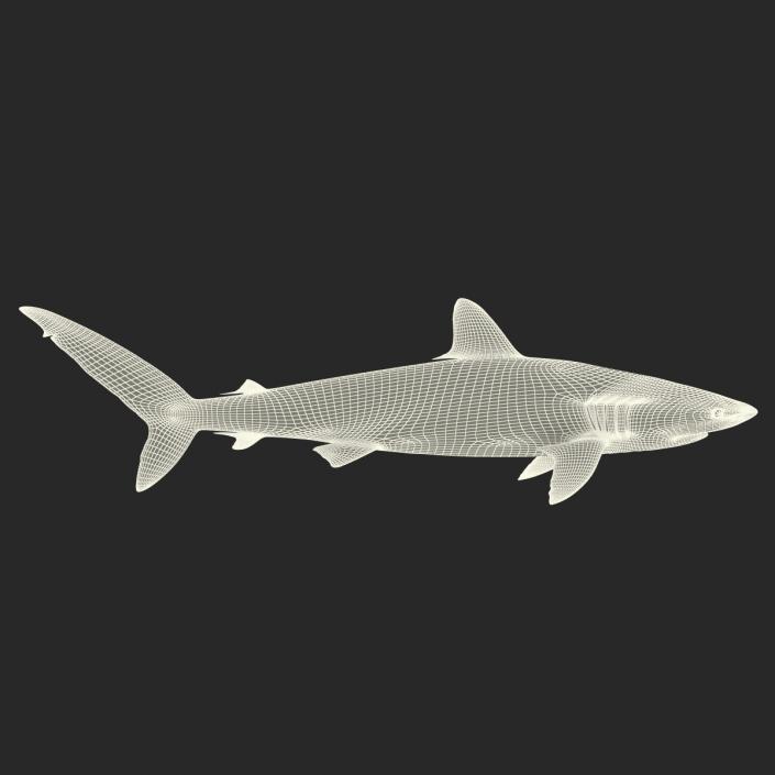 3D Silky Shark Rigged model