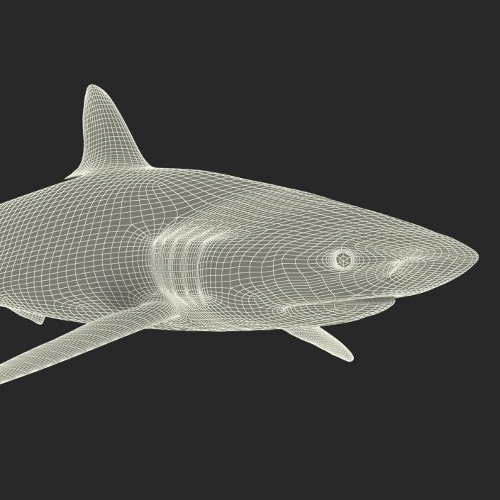 3D Silky Shark Rigged model