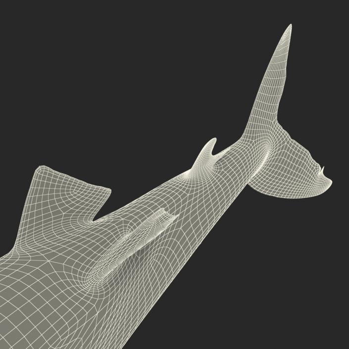 3D Silky Shark Rigged model