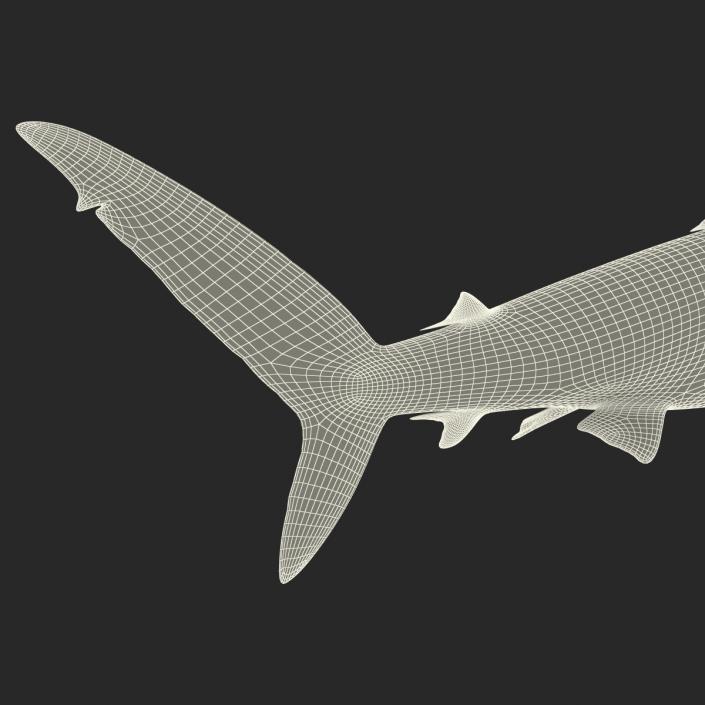 3D Silky Shark Rigged model