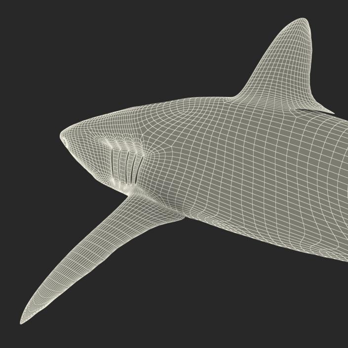 3D Silky Shark Rigged model