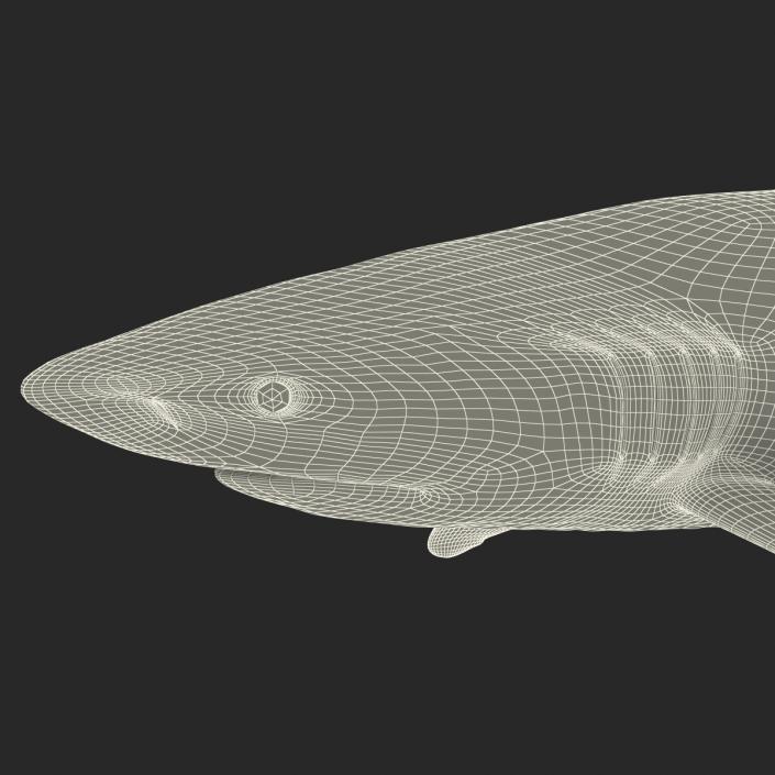 3D Silky Shark Rigged model