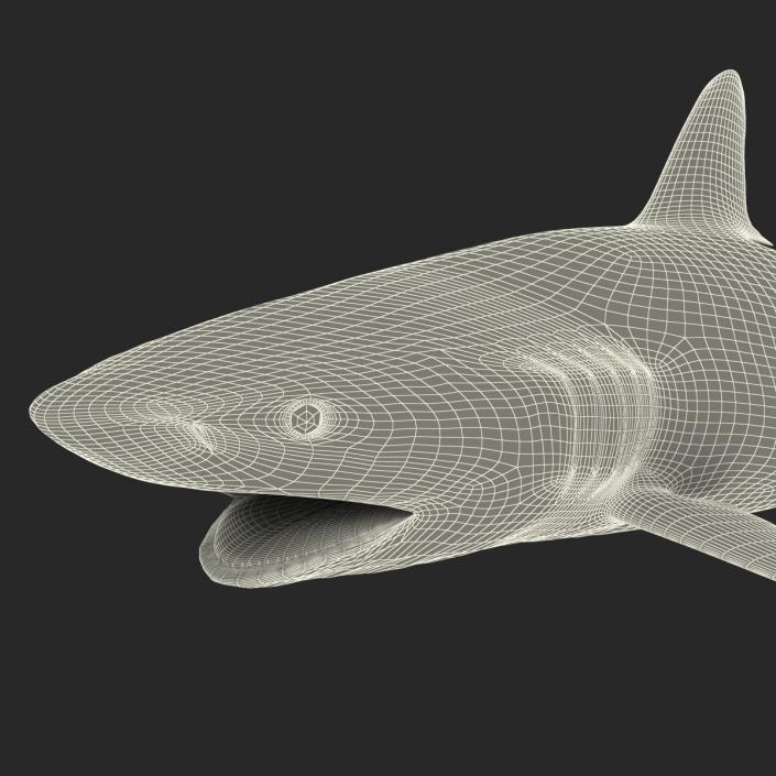 3D Silky Shark Rigged model