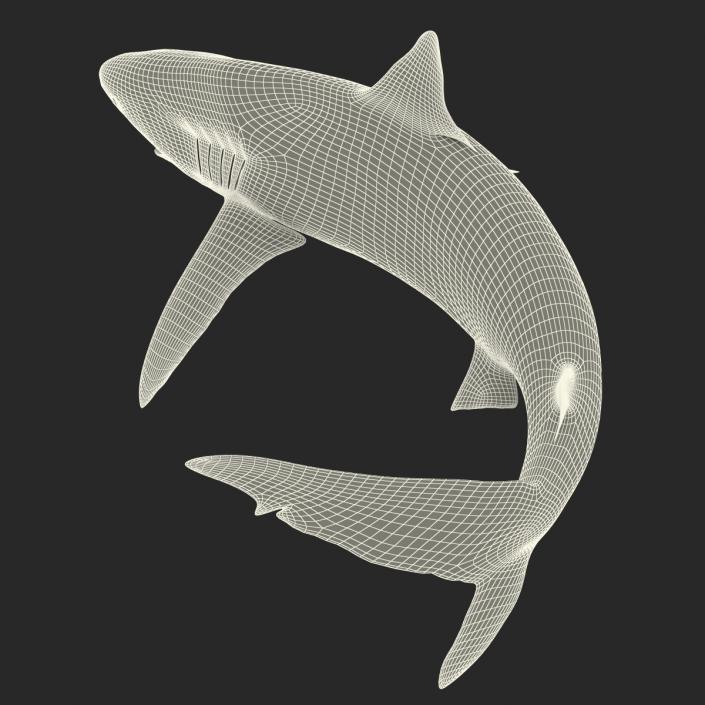 3D Silky Shark Rigged model